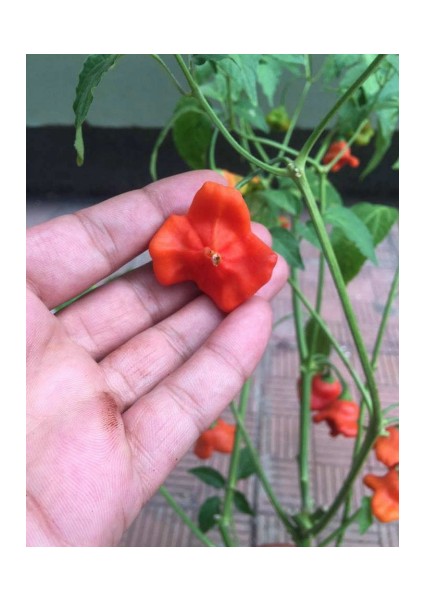 Nadir Kırmızı Gül Biberi Tohumu 5'li modelleri