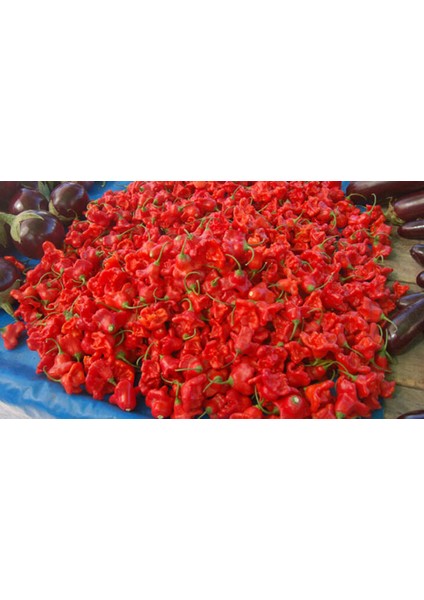 Nadir Kırmızı Gül Biberi Tohumu 5'li fırsatları