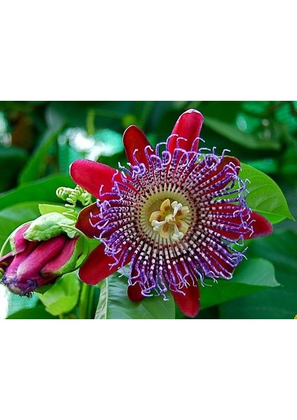 Nadir Passiflora Tohumu 3'lü