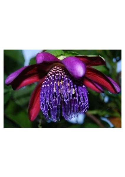 Nadir Passiflora Tohumu 3'lü fiyatları