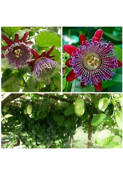 Nadir Passiflora Tohumu 3'lü modelleri