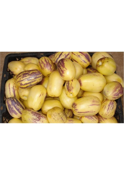 Nadir Saksılık Pepino Tohumu 5'li fırsatları