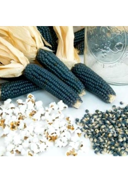 Hopi Mavi Mısır Tohumu 10'lu Çimlendirme Torfu fiyatları
