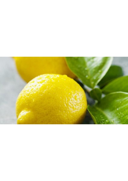 3 Yaş Bodur Tüplü Enterdonat Limon Boy 50 - 60 cm