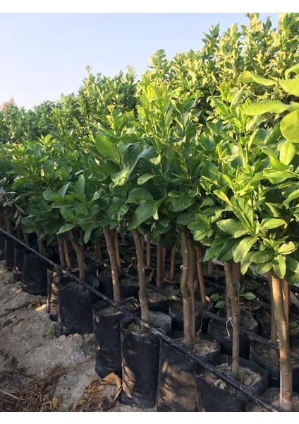 3 Yaş Bodur Tüplü Enterdonat Limon Boy 50 - 60 cm