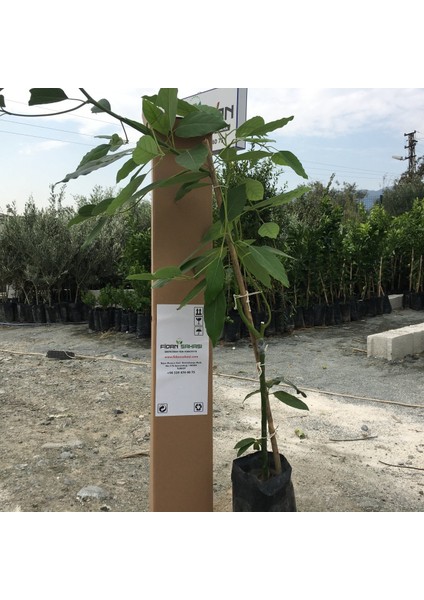 Aşılı Tüplü 2 Yaş Zutano Avokado Boy 80 - 110 cm fiyatları