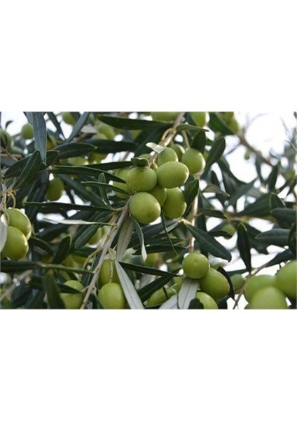 Tüplü 5 - 6 Yaş 8 - 14 Kutur Gemlik Zeytin Fidanı