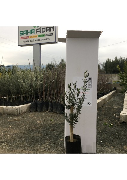 Tüplü 5 - 6 Yaş 8 - 14 Kutur Gemlik Zeytin Fidanı fiyatları