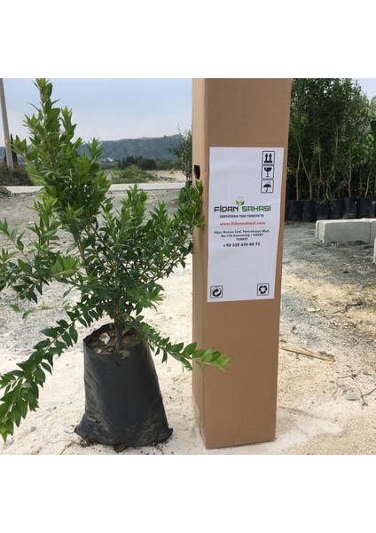 Tüplü Aşılı İri Beyaz Murt Hambeles fiyatları