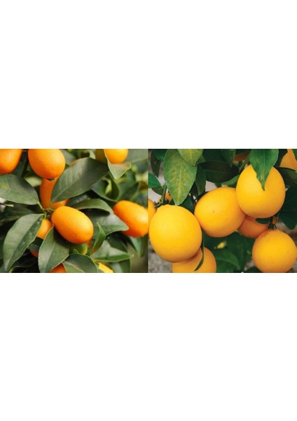 Tüplü Bodur Mayer Limon + Kamkat Kumkuat Fidanı 3 Yaş 50 - 60 cm