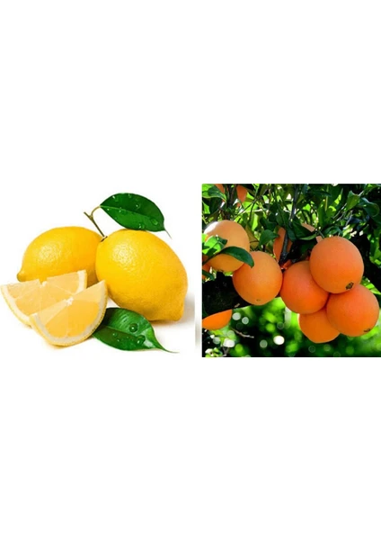 Fidan Sahası Tüplü Bodur Saksılık Nevalina Portakal + Yediveren Limon 2 Yaş Boy 70 - 80 cm