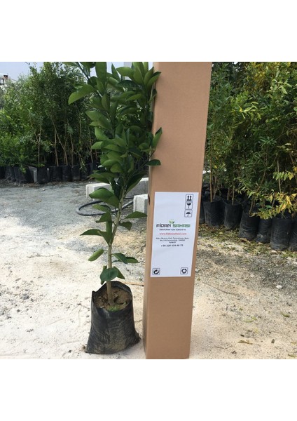 Tüplü Fukumoto Portakal Fidanı Yaş 1 - 2 Boy 90 - 110 cm fiyatları