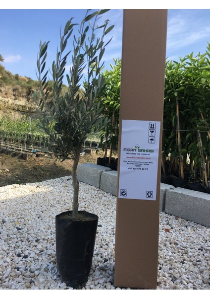 Tüplü Gemlik Fidanı 2 Yaş