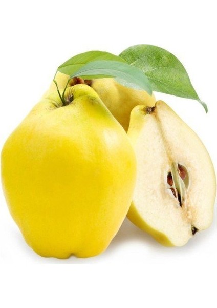 Tüplü Limon Ayva Fidanı