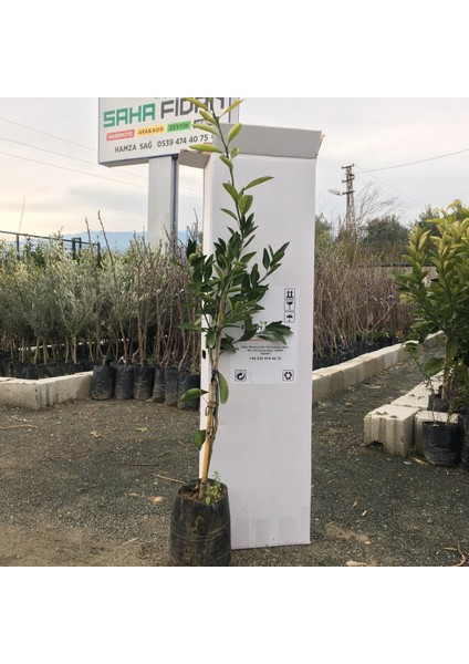 Tüplü Mihovaze Mandalina Fidanı Yaş 1 - 2 Boy 90 - 110 cm