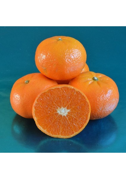 Tüplü Orri Mandalina Fidanı Yaş 1 - 2 Boy 90 - 110 cm