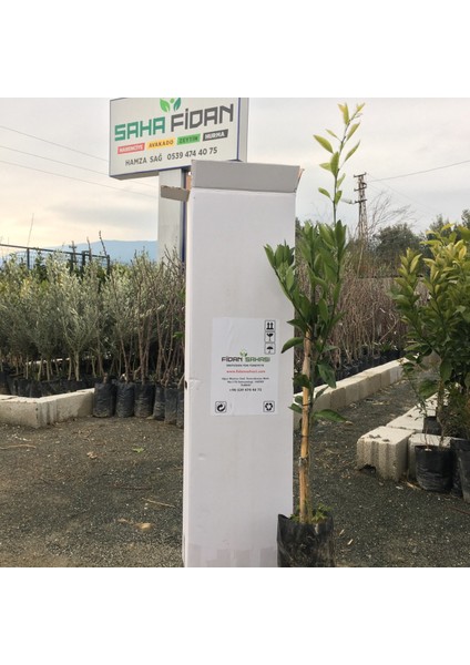 Tüplü Orri Mandalina Fidanı Yaş 1 - 2 Boy 90 - 110 cm