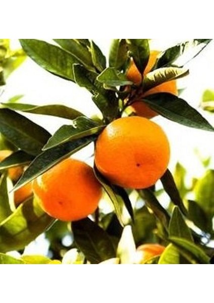 Fidan Sahası Tüplü Satsuma Mandalina Fidanı Yaş 1 - 2 Boy 90 - 110 cm