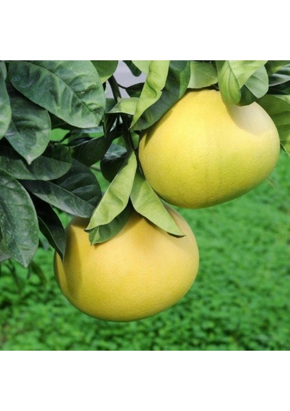 Tüplü Şadok Pomelo Ağaç Kavunu Yaş 2 Boy 90 - 110 cm