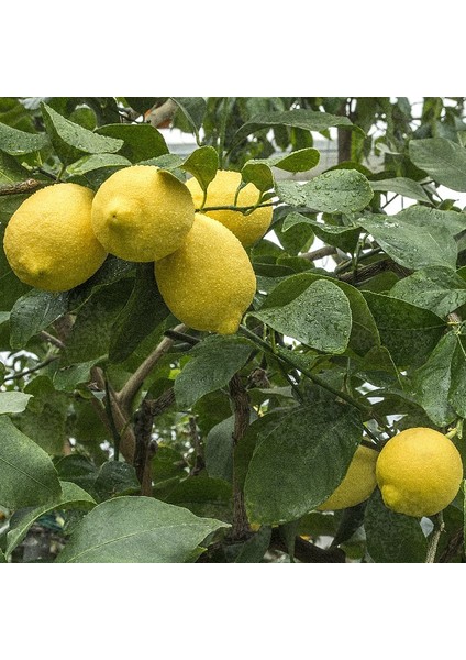 Tüplü Zagara Bianca Limon Fidanı 2 Yaş Boy 90 - 110 cm
