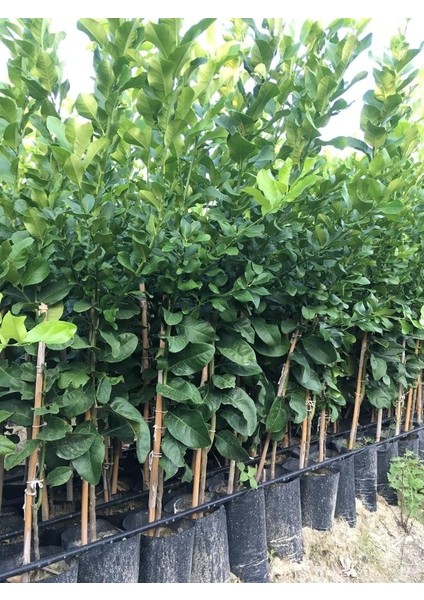 Tüplü Zagara Bianca Limon Fidanı 2 Yaş Boy 90 - 110 cm