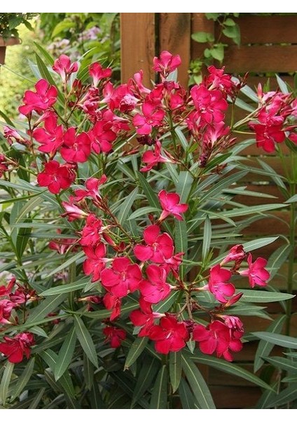 Tüplü Zakkum Fidanı Pembe Çiçekli Nerium Oleander