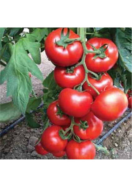 Eko Paket 50'li Tohum İthal Sırık Domates Tohumu Bol Verim Çam Tohumculuk fiyatları