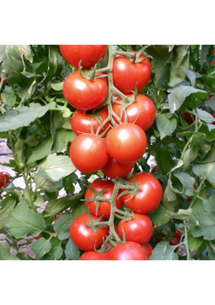 Eko Paket 50'li Tohum İthal Sırık Domates Tohumu Bol Verim Çam Tohumculuk indirimleri