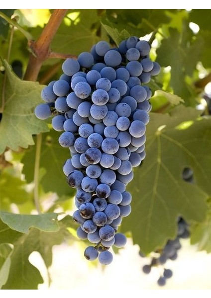 Asma Üzüm Fidanı Cabernet Sauvıgnon, Aşılı, 20-40 Cm, Açık Köklü
