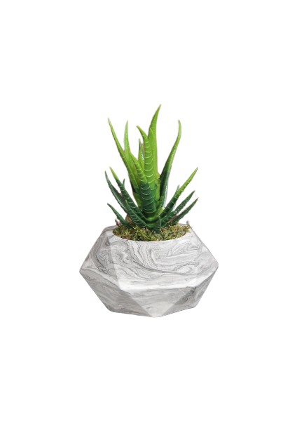 Dekoratif Beton Saksıda Aloevera Çiçek