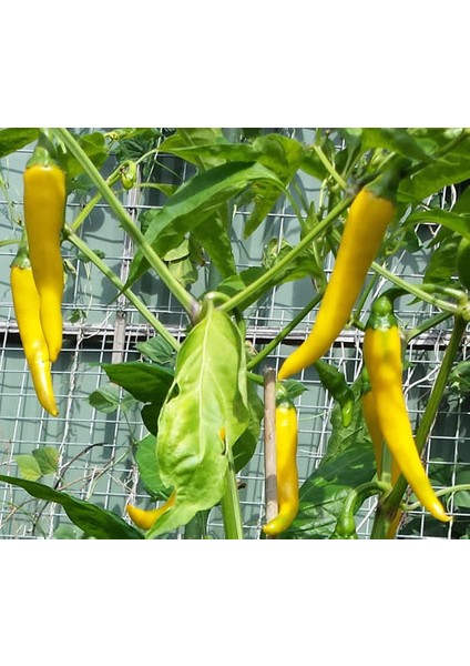 Acı Sarı Süs Biberi Tohumu Eko Paket 150'Li fiyatları