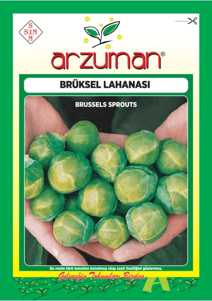 Sebze Brüksel Lahana Tohum 10 gr