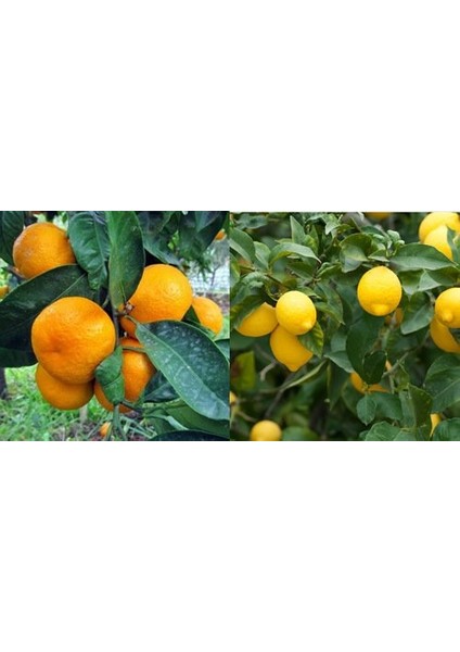 Tüplü Kokulu Bodrum Mandalinası + Yediveren Limon Fidanı 2'li
