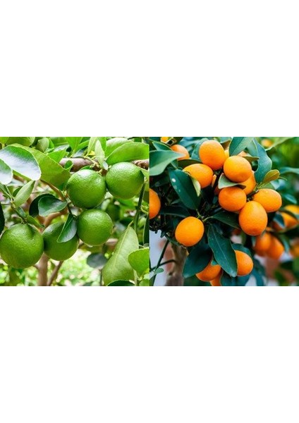 Tüplü Lime Misket Limon+ Kamkat Fidanı 2 Yaş 2'li