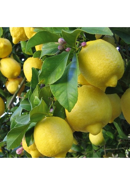 Tüplü Bodur Euroka Limon Fidanı 2 Yaş 70-90 cm Bol Sulu