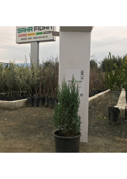 Saksılı Roket Ardıç Fidanı 2 Yaş 60-90 cm Boy