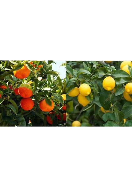 Tüplü Yediveren Mayer Limon + Kokulu King Mandalina Fidanı 2'li 2 Yaş 90-110 cm Boy
