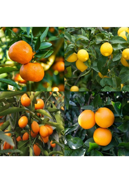 Bodur Yediveren Limon Portakal Kamkat Mandalina Fidanı