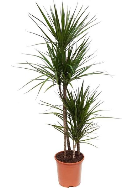 Dracaena Marginata-4 Gövdeli 140-160 Cm
