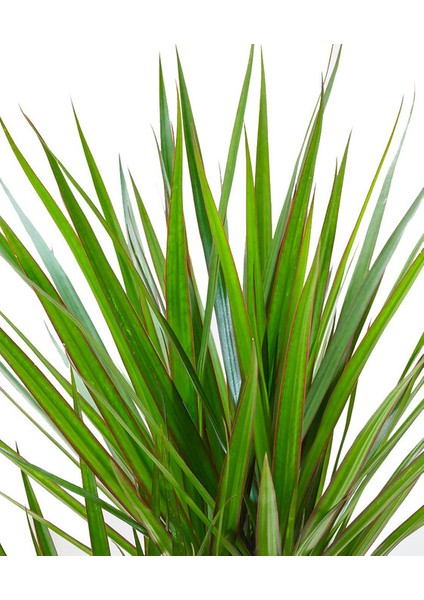 Dracaena Marginata-4 Gövdeli 140-160 Cm fiyatları