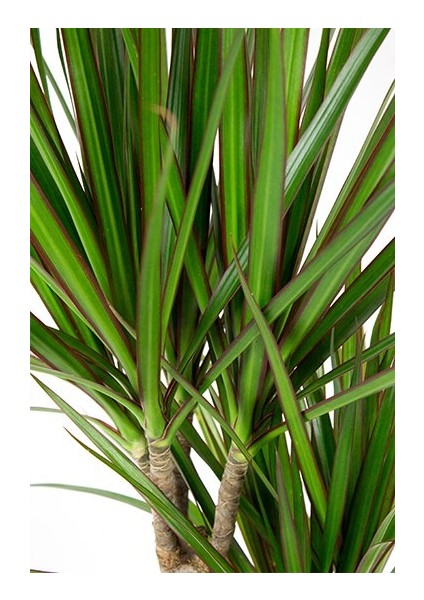 Dracaena Marginata-4 Gövdeli 140-160 Cm modelleri