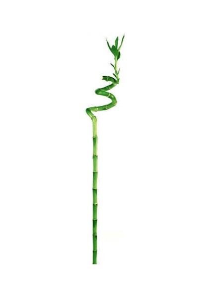 Dal Bambu Şans Bambusu Sprial Bamboo 90 - 100 cm 6'lı fiyatları
