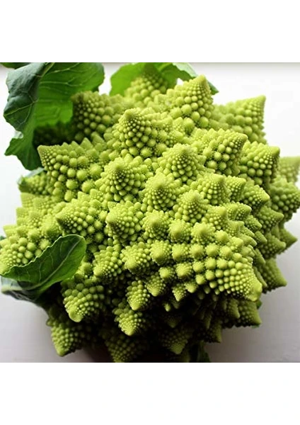 Italyan Romanesco Piramit Brokoli Tohumu