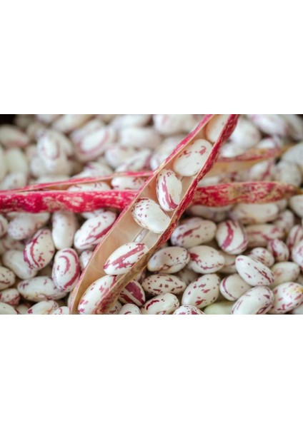 Sırık Barbunya Fasulyesi Tohumu 500 Adet modelleri