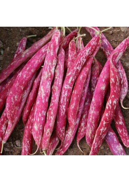 Sırık Barbunya Fasulyesi Tohumu 500 Adet fırsatları