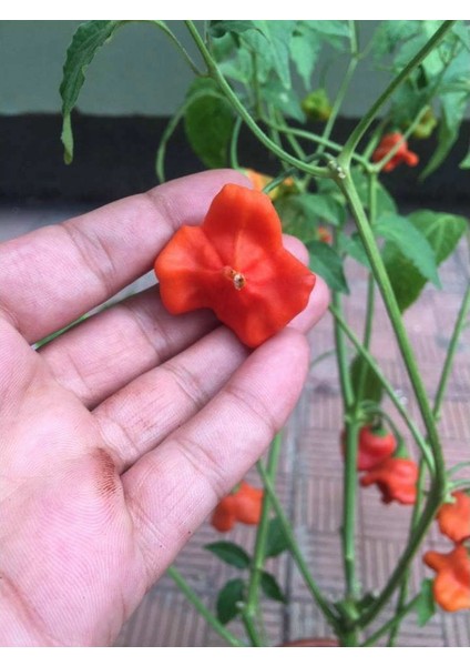 Nadir Acı Gül Biberi Tohumu Bishops Tacı 50 Tohum fiyatları