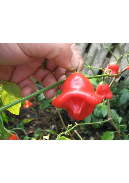 Nadir Acı Gül Biberi Tohumu Bishops Tacı 50 Tohum fırsatları