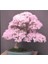 Bodur Cherry Blossom Bonzai Ağacı Ekim Seti 5'li Saksı Toprak Kombin 3