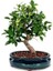 Bodur Defne Bonzai Ağacı Ekim Seti 3'lü Saksı Toprak Kombin 2