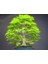 Bodur Japon Redwood Bonzai Ağacı Tohumu 5'li 2
